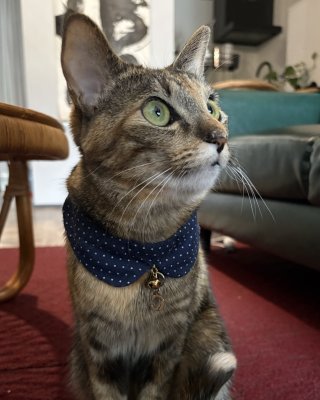 ここ